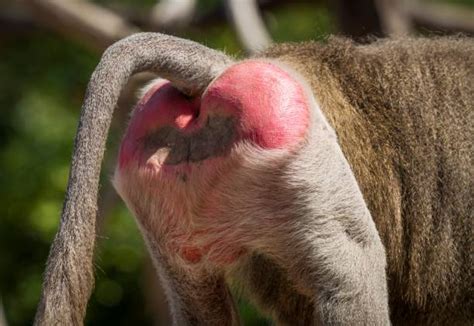 fesses de babouin|Fesse de Babouin